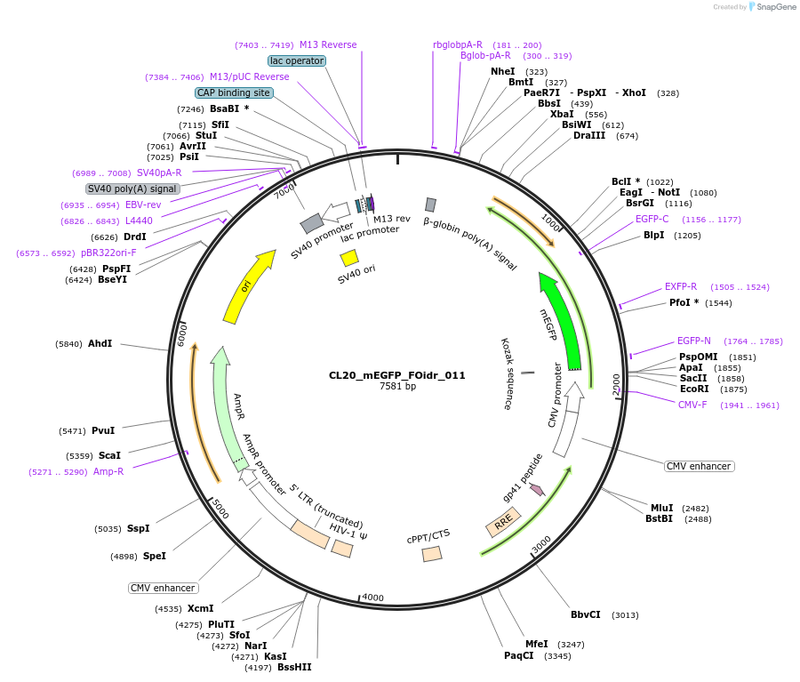 244563-plasmid-map-sequence-id-487930