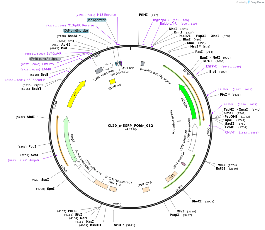 244564-plasmid-map-sequence-id-487931
