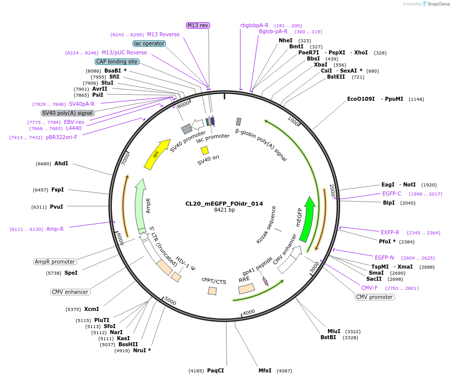 244566-plasmid-map-sequence-id-487932