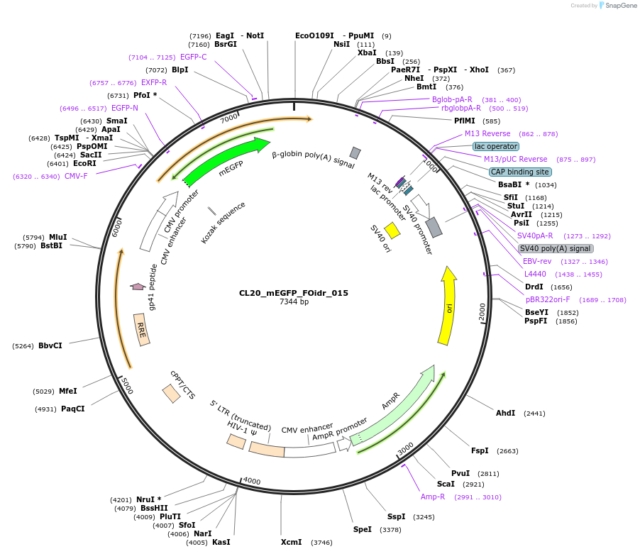 244567-plasmid-map-sequence-id-487933