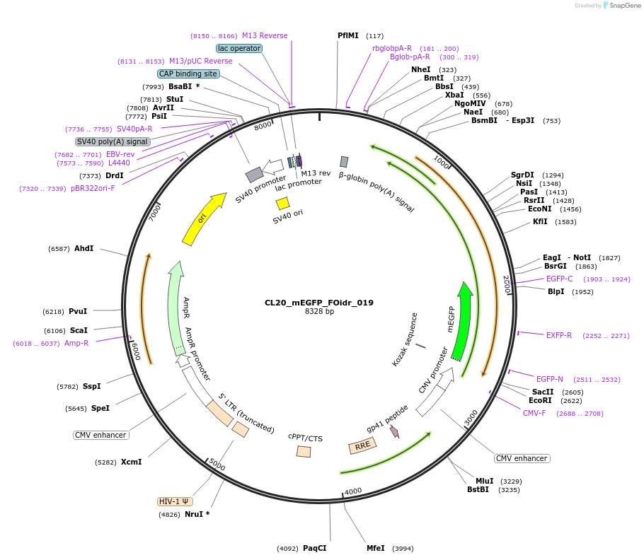 244571-plasmid-map-sequence-id-487934