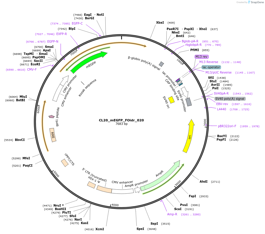 244572-plasmid-map-sequence-id-487935
