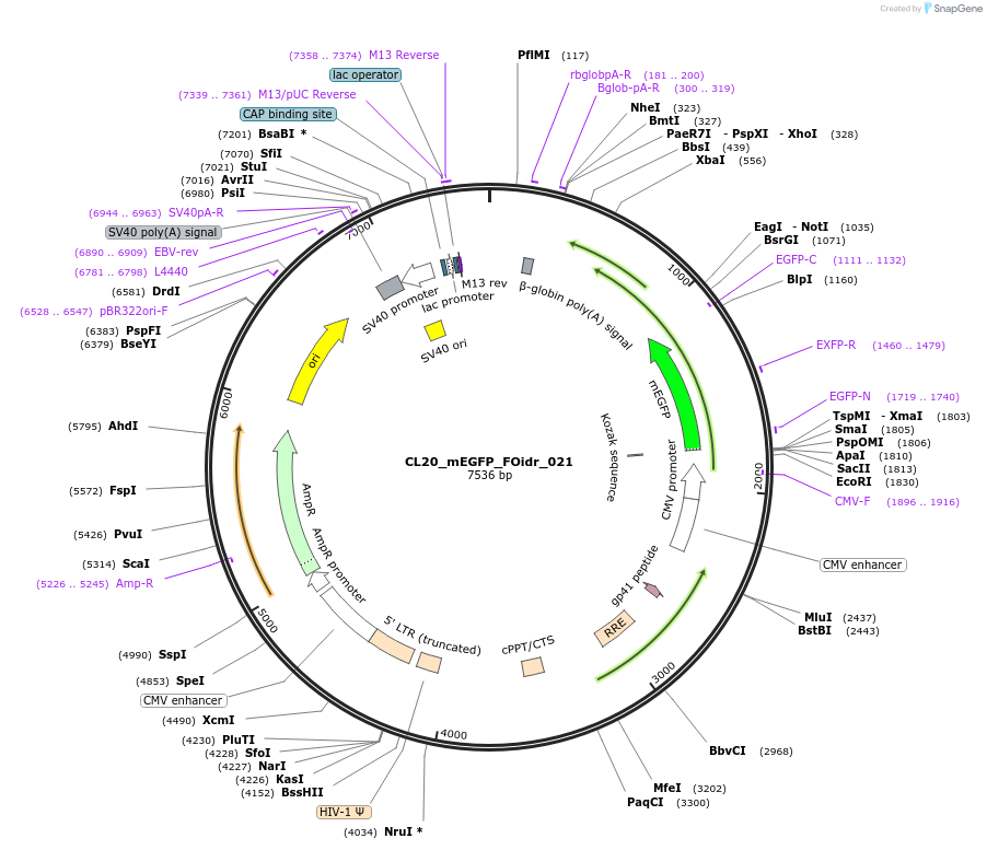 244573-plasmid-map-sequence-id-487936