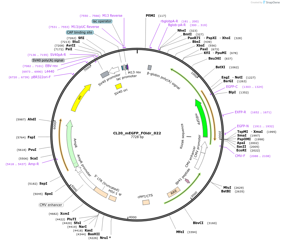 244574-plasmid-map-sequence-id-487937
