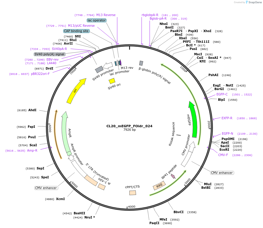 244576-plasmid-map-sequence-id-487938