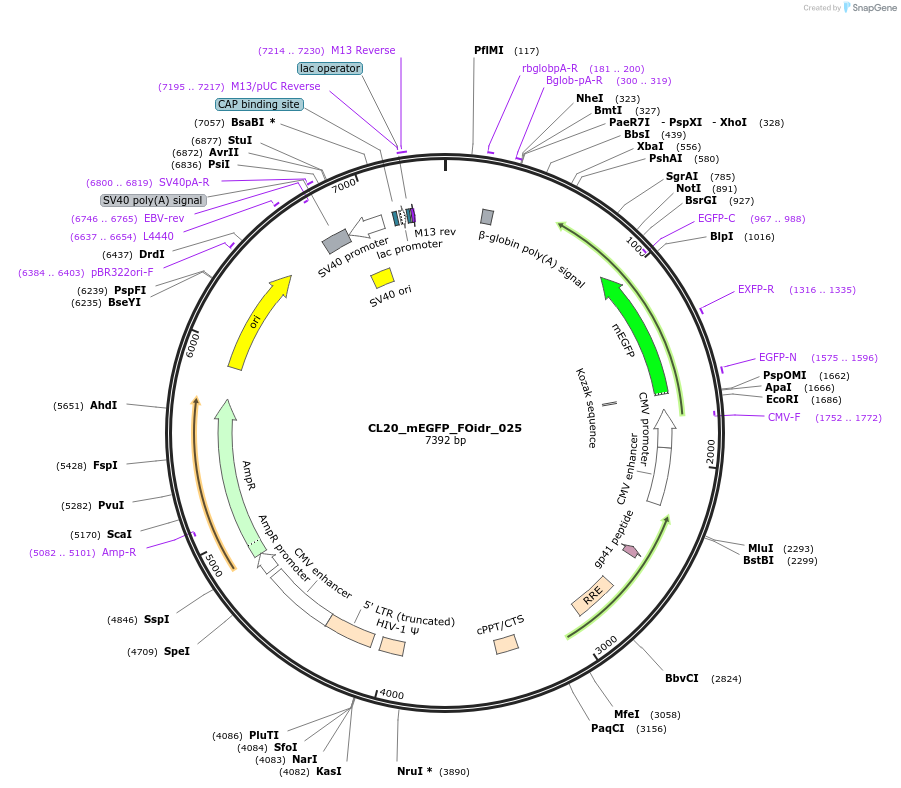 244577-plasmid-map-sequence-id-487939