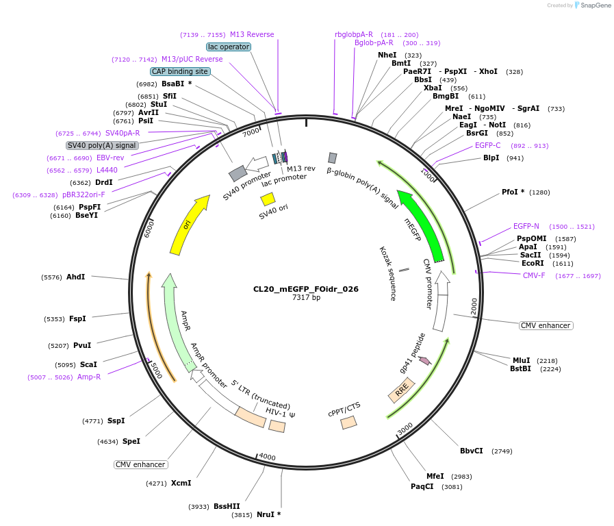 244578-plasmid-map-sequence-id-487940
