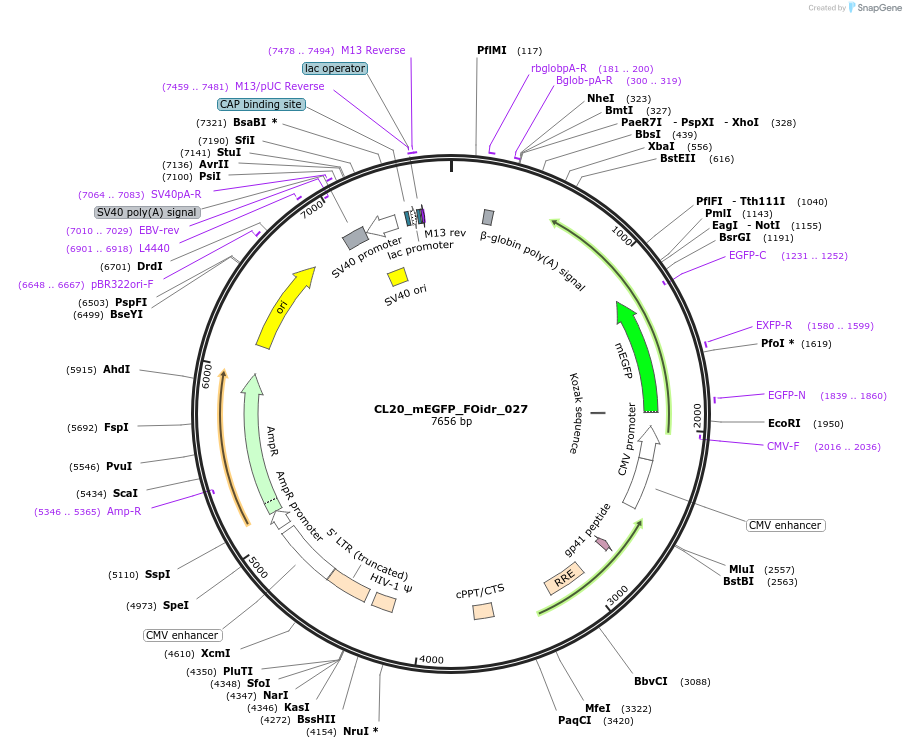 244579-plasmid-map-sequence-id-487941