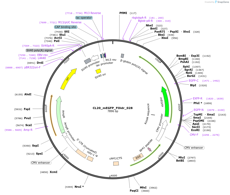 244580-plasmid-map-sequence-id-487942
