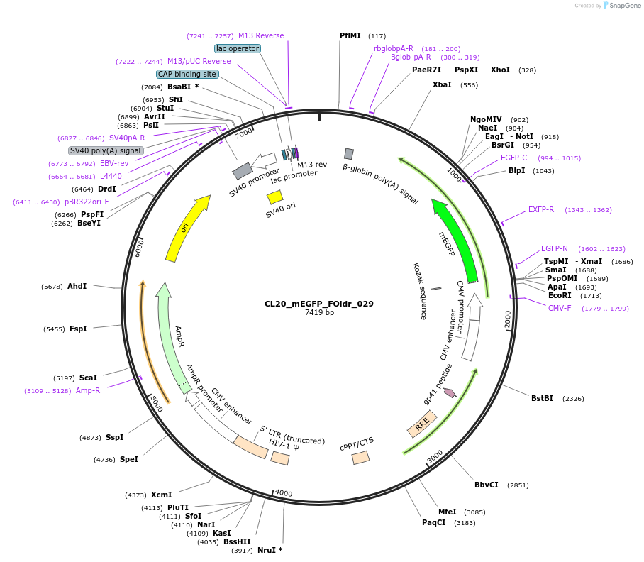 244581-plasmid-map-sequence-id-487943