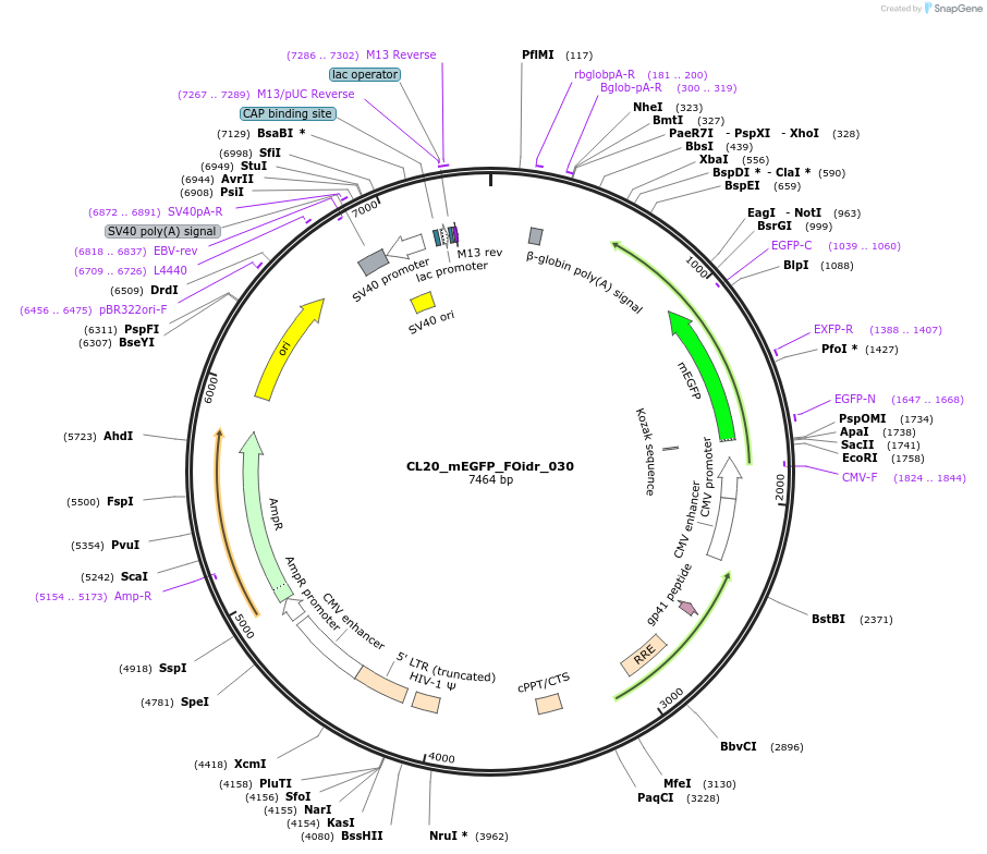 244582-plasmid-map-sequence-id-487944