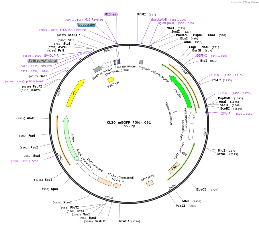 244583-plasmid-map-sequence-id-487945