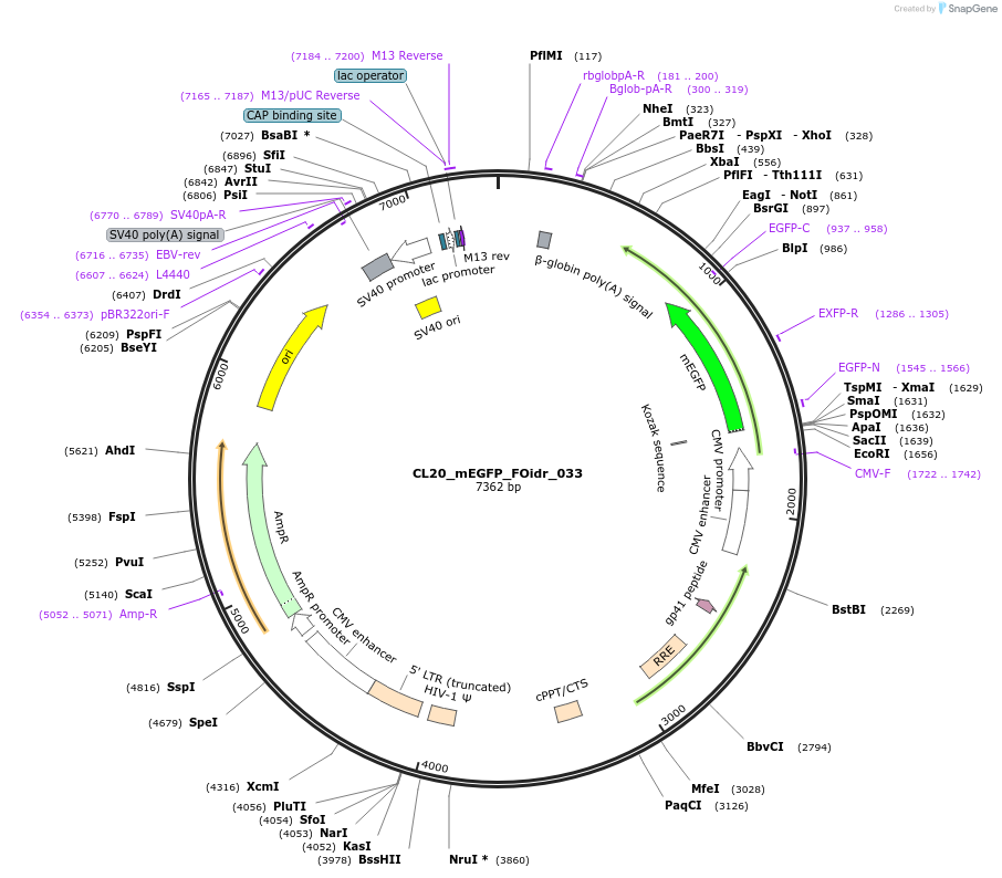 244585-plasmid-map-sequence-id-487946