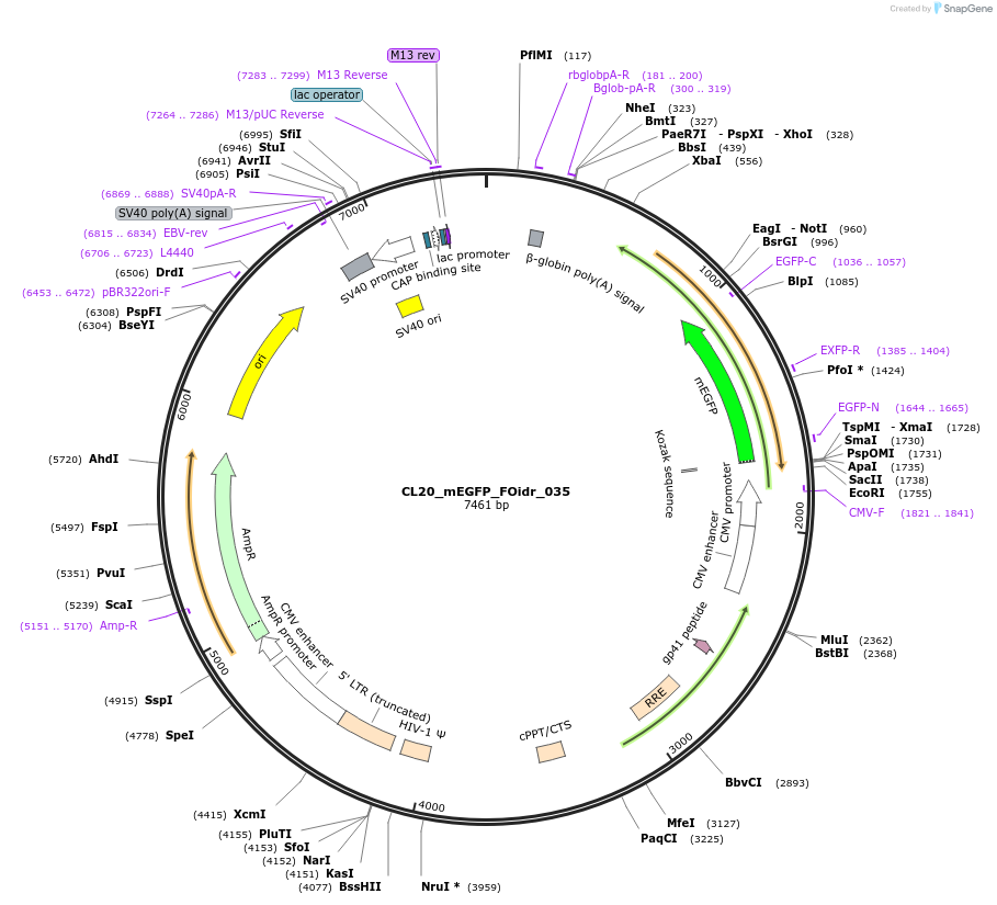 244587-plasmid-map-sequence-id-487949