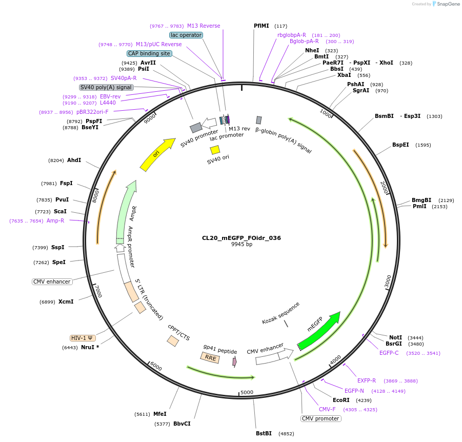 244588-plasmid-map-sequence-id-487950