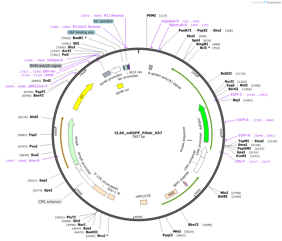 244589-plasmid-map-sequence-id-487951