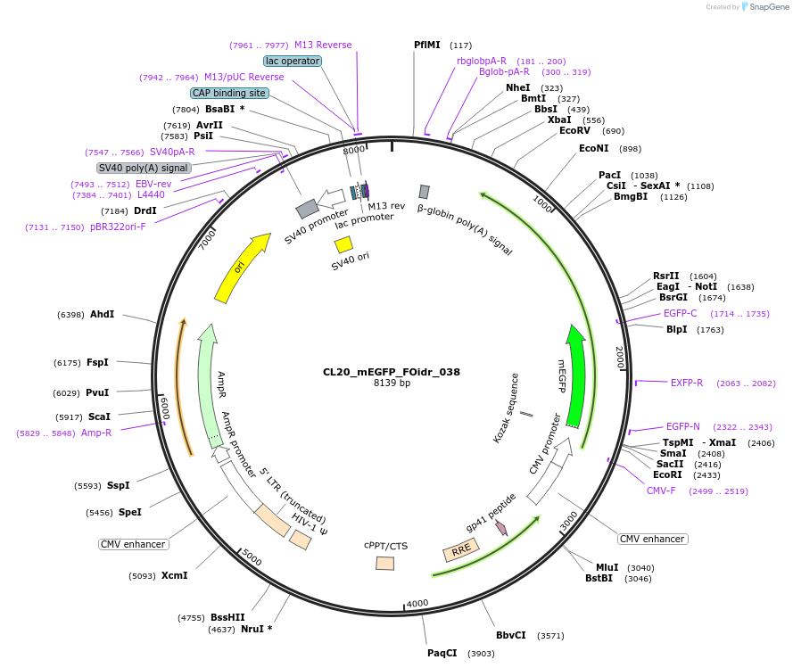244590-plasmid-map-sequence-id-487952