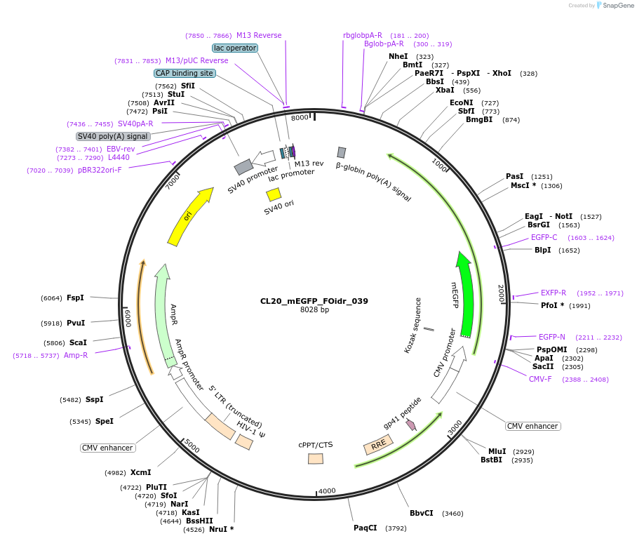 244591-plasmid-map-sequence-id-487953