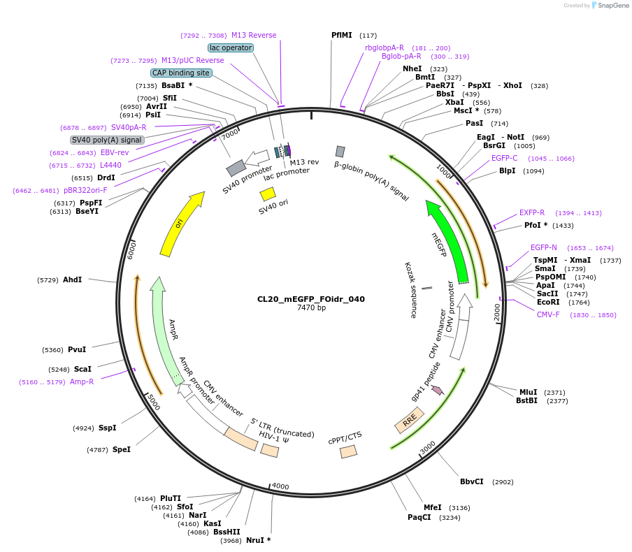 244592-plasmid-map-sequence-id-487954