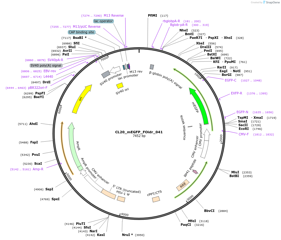 244593-plasmid-map-sequence-id-487955