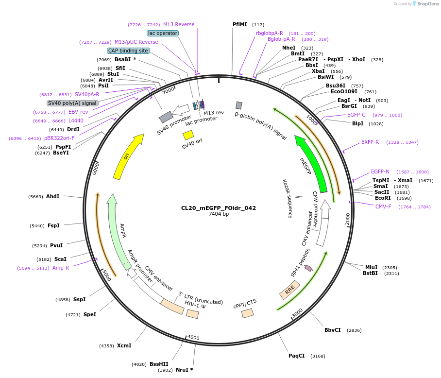 244594-plasmid-map-sequence-id-487956