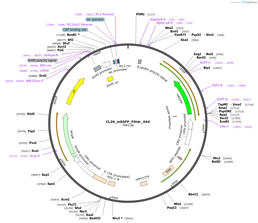 244596-plasmid-map-sequence-id-487957