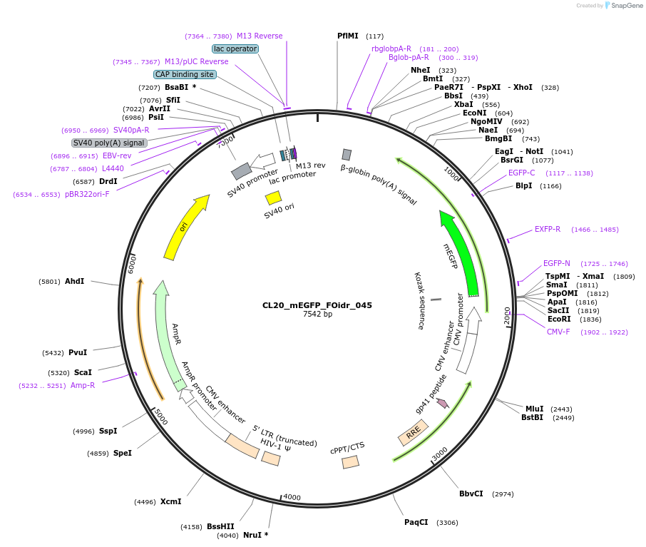244597-plasmid-map-sequence-id-487958