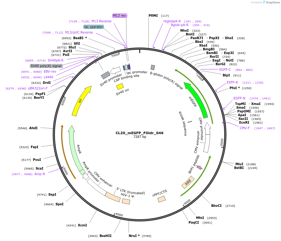 244598-plasmid-map-sequence-id-487959