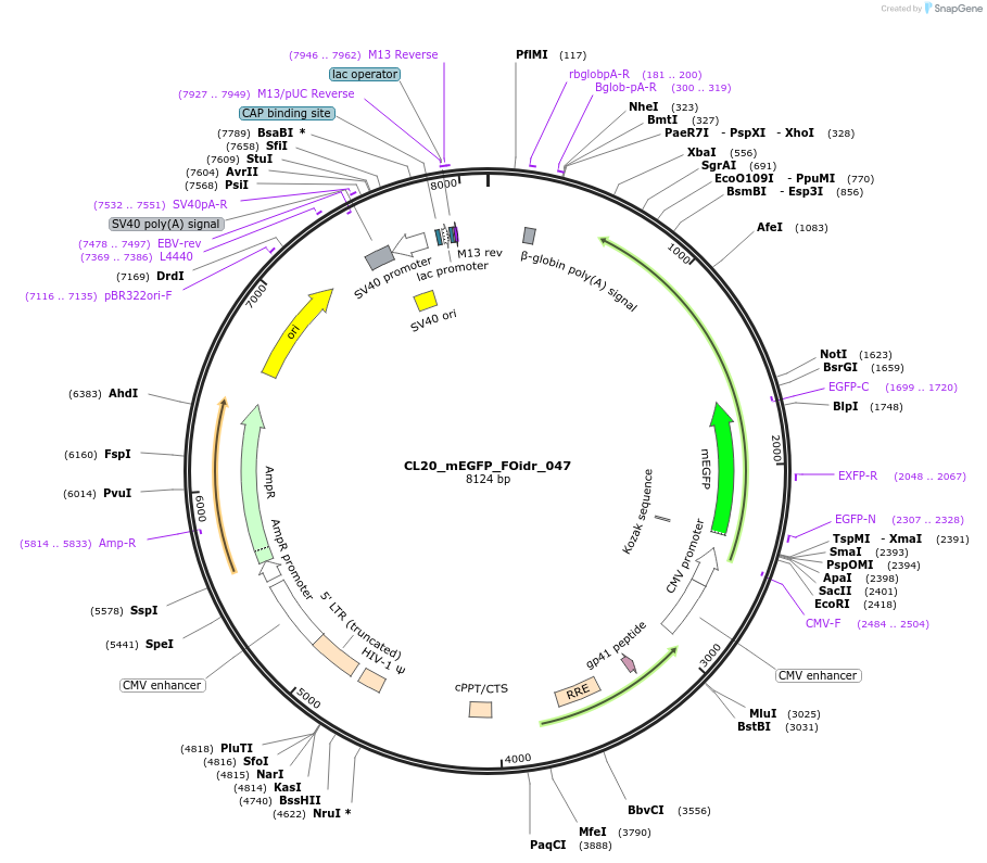 244599-plasmid-map-sequence-id-487960