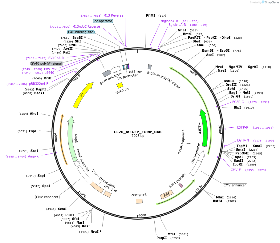 244600-plasmid-map-sequence-id-487961