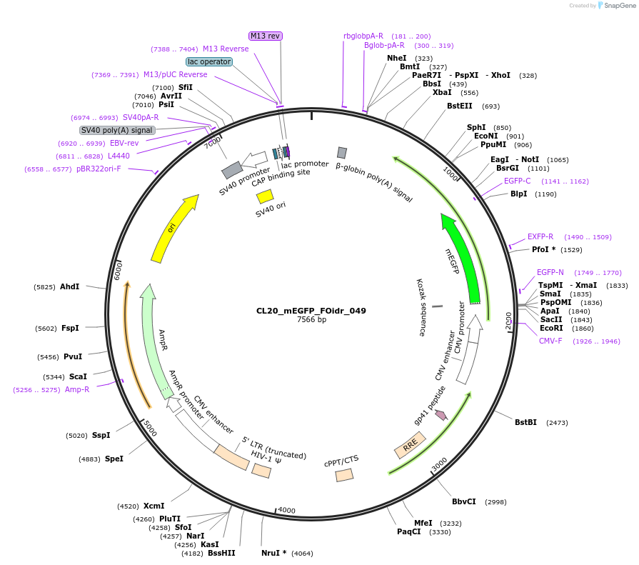 244601-plasmid-map-sequence-id-487962