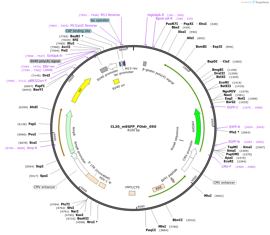244602-plasmid-map-sequence-id-487963
