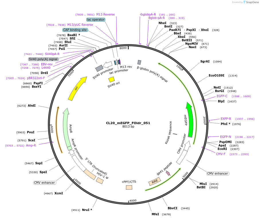 244603-plasmid-map-sequence-id-487964