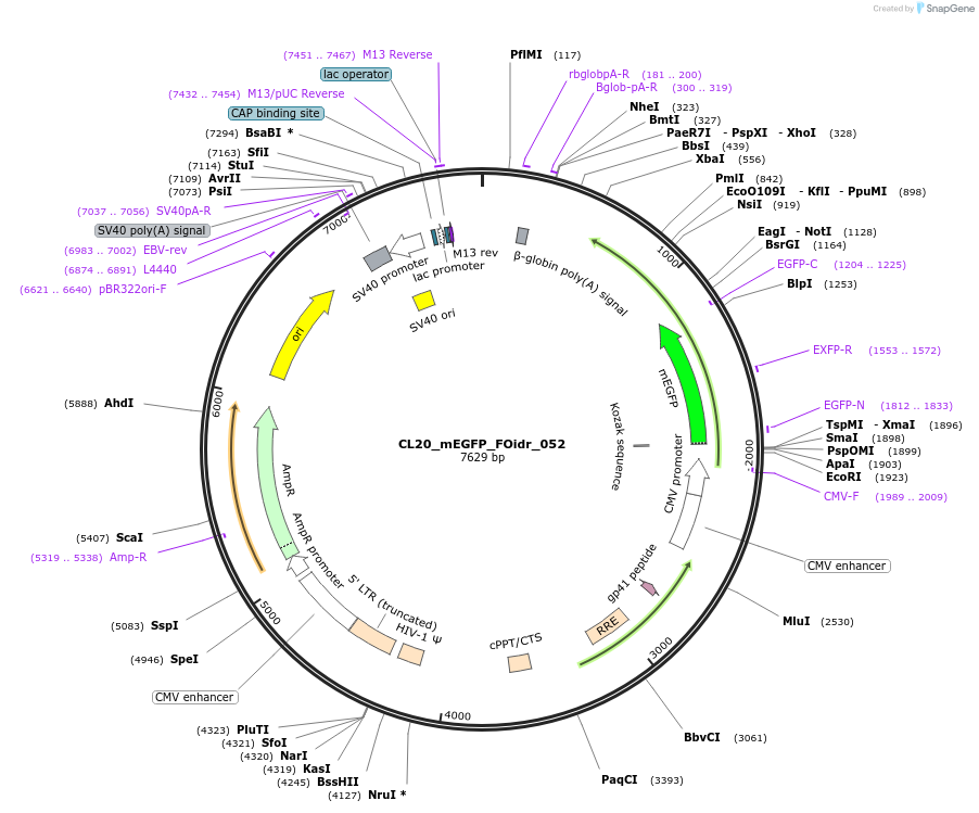 244604-plasmid-map-sequence-id-487965