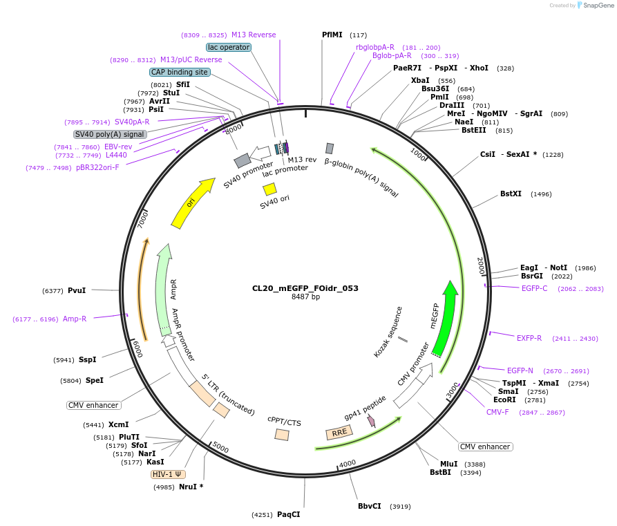 244605-plasmid-map-sequence-id-487966