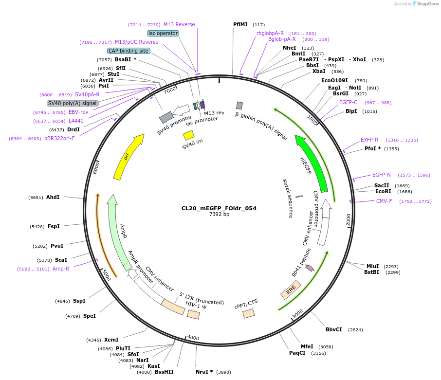 244606-plasmid-map-sequence-id-487967
