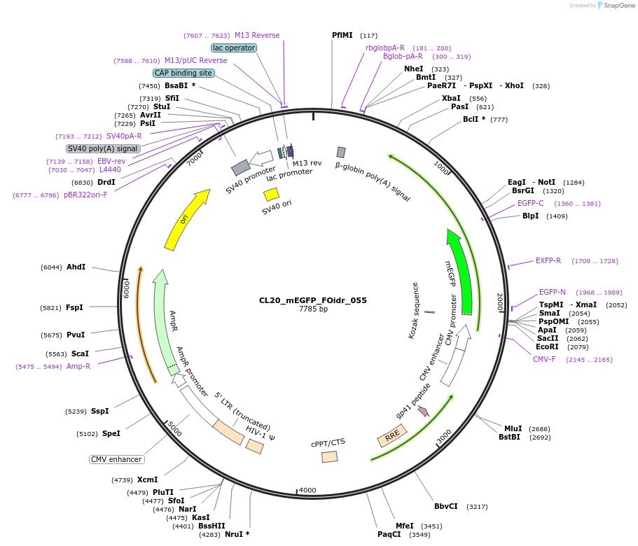 244607-plasmid-map-sequence-id-487968