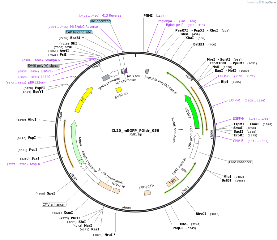 244610-plasmid-map-sequence-id-487969