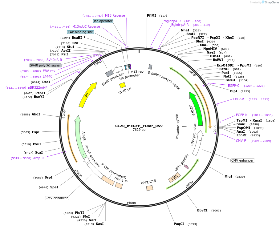 244611-plasmid-map-sequence-id-487970