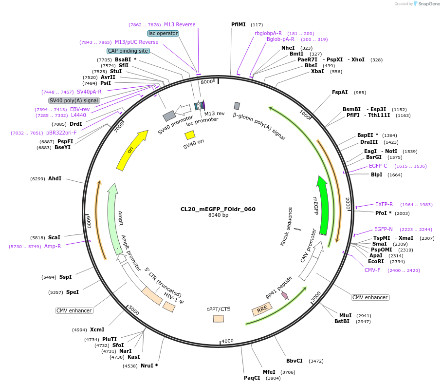 244612-plasmid-map-sequence-id-487971