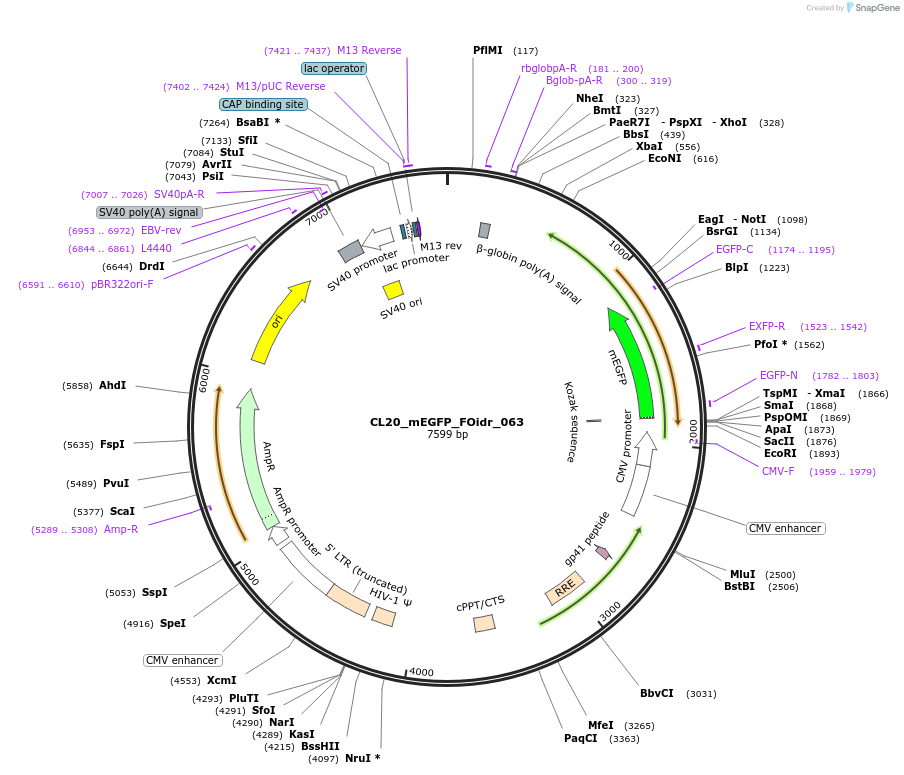 244615-plasmid-map-sequence-id-487973
