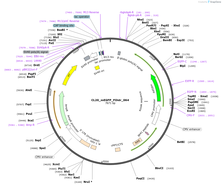 244616-plasmid-map-sequence-id-487974
