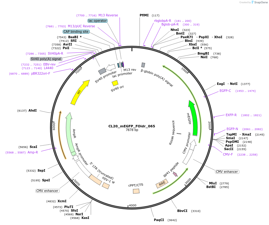 244617-plasmid-map-sequence-id-487975