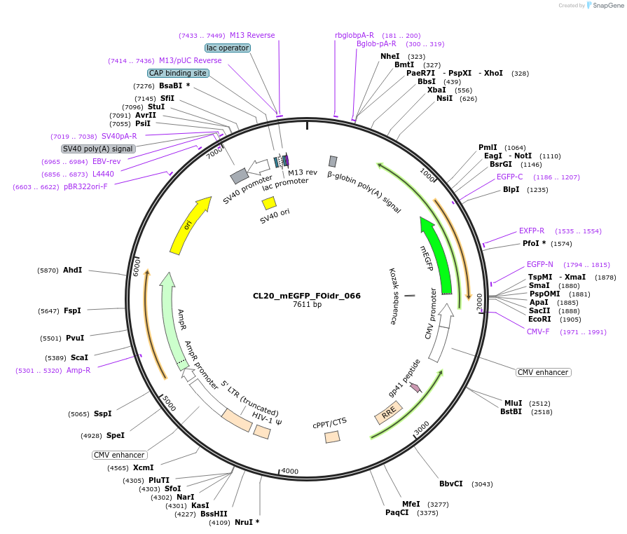 244618-plasmid-map-sequence-id-487976