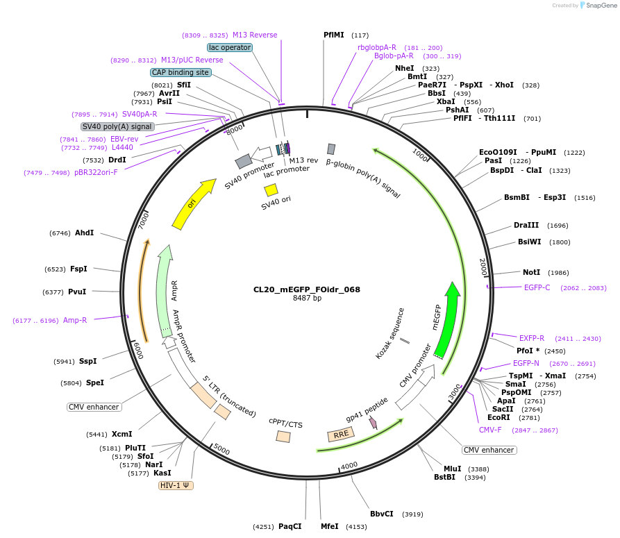 244620-plasmid-map-sequence-id-487977