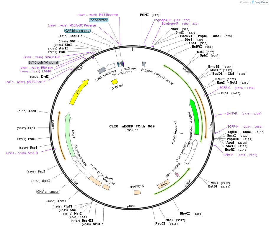 244621-plasmid-map-sequence-id-487978