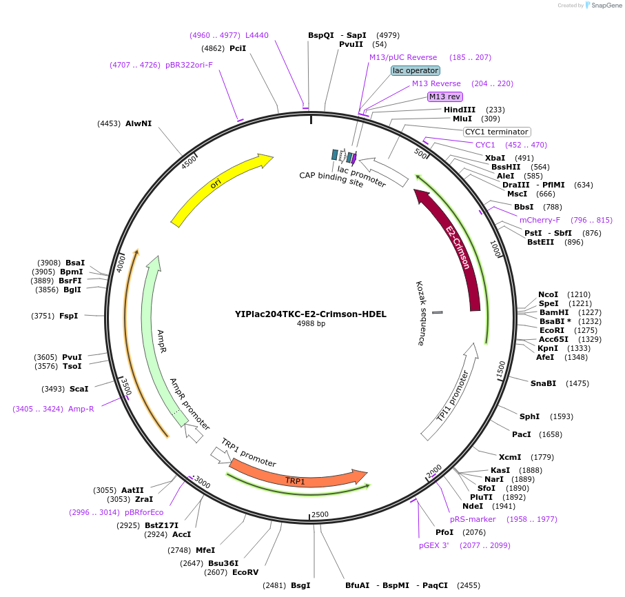 38771-plasmid-map-sequence-id-48798