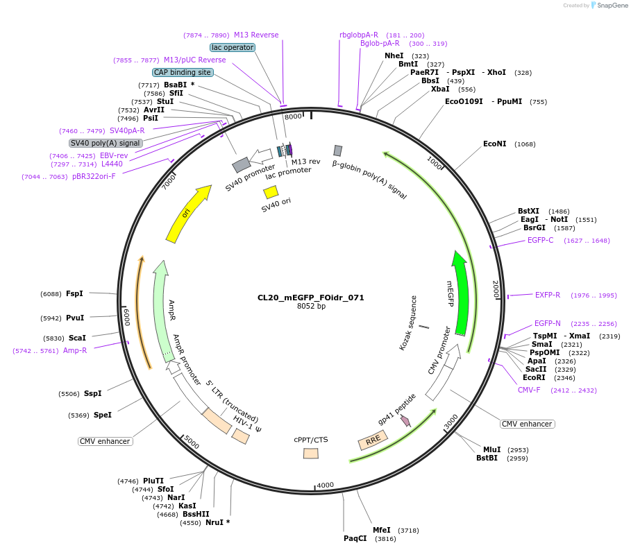 244623-plasmid-map-sequence-id-487980