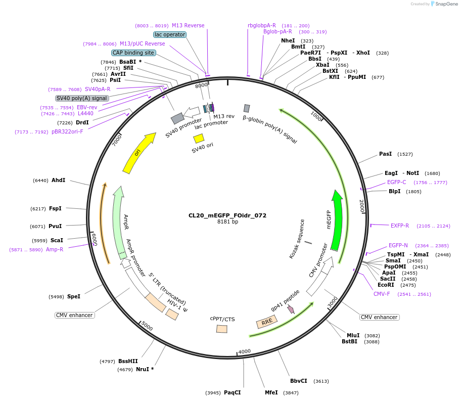 244624-plasmid-map-sequence-id-487981
