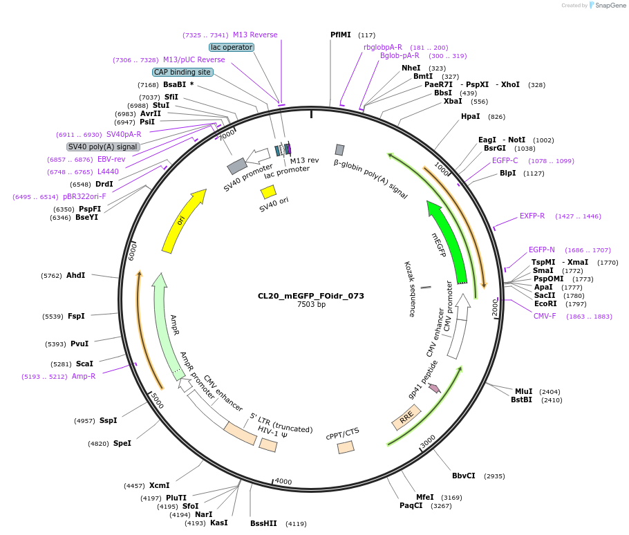 244625-plasmid-map-sequence-id-487982